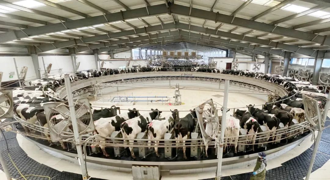 凝心聚力·贏創(chuàng)未來(lái) | 花花牛乳業(yè)集團(tuán)召開(kāi)營(yíng)銷、養(yǎng)殖及飼料經(jīng)營(yíng)工作會(huì)議