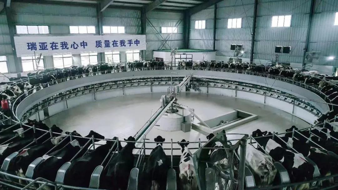 快訊 | 駐馬店市委副書記、市長李躍勇一行蒞臨花花牛乳業(yè)集團平輿瑞亞牧場調(diào)研