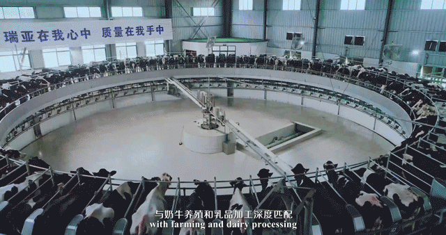 快訊 | 河南省委常委、省紀委書記、省監(jiān)委主任任正曉蒞臨花花牛乳業(yè)集團新蔡瑞亞牧場調研