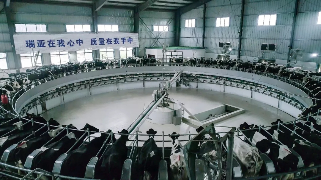 省委書記王國生到河南花花牛乳業(yè)集團·新蔡瑞亞牧業(yè)有限公司調研 省委書記王國生到河南花花牛乳業(yè)集團·新蔡瑞亞牧業(yè)有限公司調研