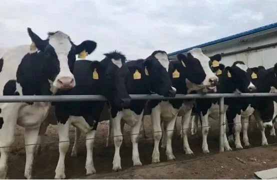 省委書記王國生到河南花花牛乳業(yè)集團·新蔡瑞亞牧業(yè)有限公司調研 省委書記王國生到河南花花牛乳業(yè)集團·新蔡瑞亞牧業(yè)有限公司調研