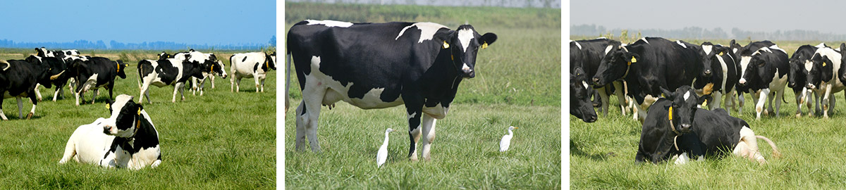 1735283699124682.jpg 1fdf7c88484015f133c5eba6fa9f7210_CgAGS1jLhyqAVNpfAAIbPxGW1ZE523.jpg